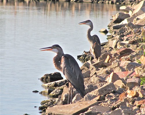 Great Blue Heron with Short-billed Dowitcher 07