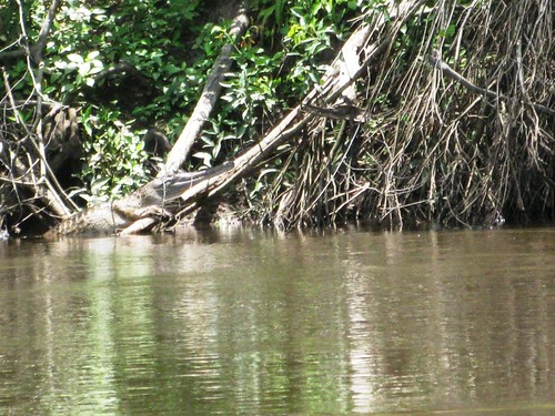 narrow-snout croc on the Lomami
