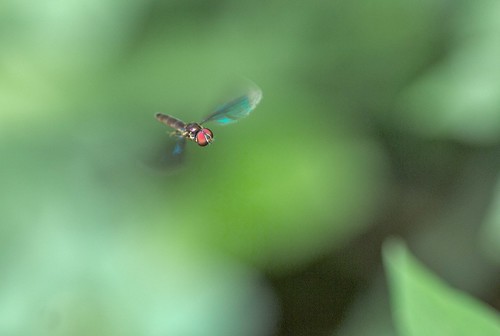 insecto volador by alopez2006