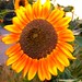 113/365 Sunflower