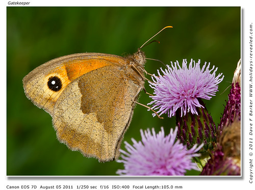 Gatekeeper Butterfly  Birkacre Yarrow Valley Chorley Lancashire