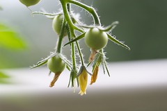 kleine tomaatjes 23-07