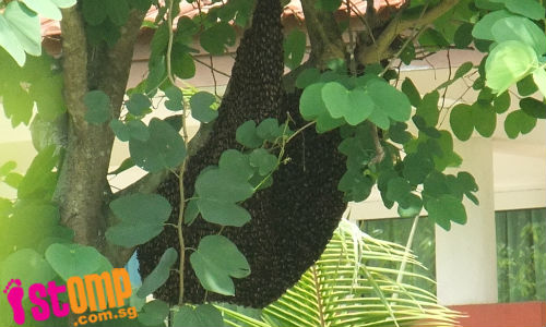 Trouble swarming ahead? 'Huge' bee hive sighted at Bukit Panjang