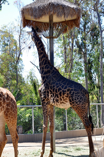 2011-08-06 - San Diego Zoo 154 by robj_1971