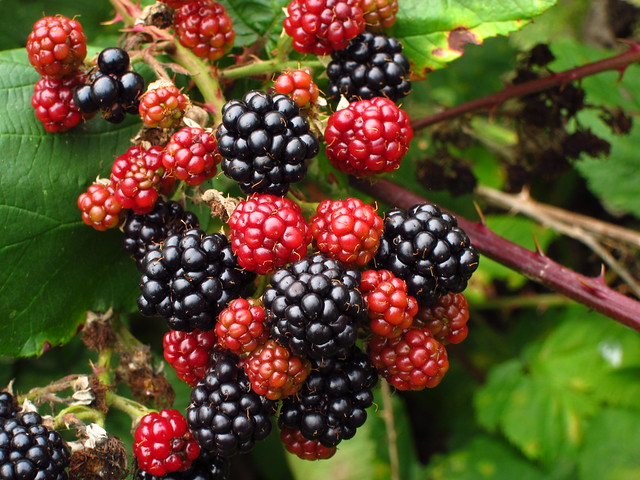 Blackberries, Hampstead Heath