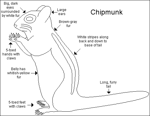 Chipmunk_bw
