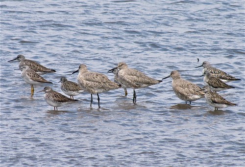 Willet with Lesser Yellowlegs 04
