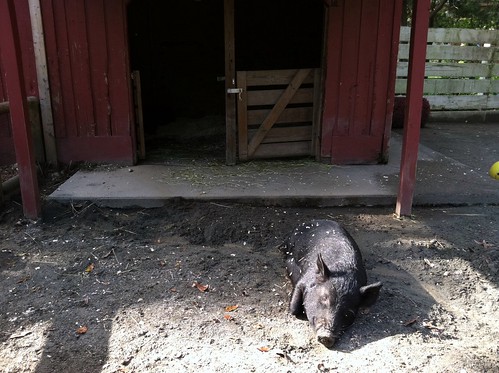 [274/365] Pig in Mud by goaliej54