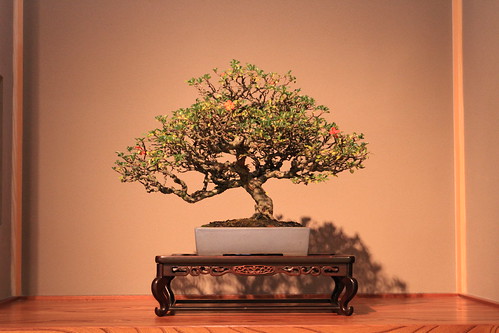 長寿梅 - Choju-bai (Mauls quince) - 盆栽美術館 - bonsai museum