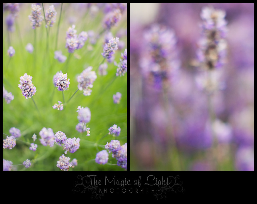 Lavender1Blog