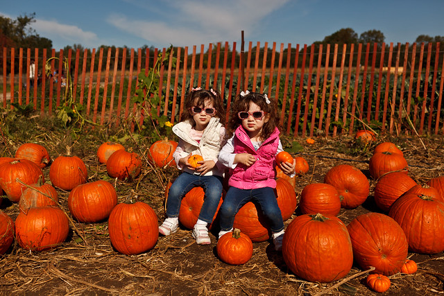 289/365 - October 16, 2011 - Picking Pumpkins
