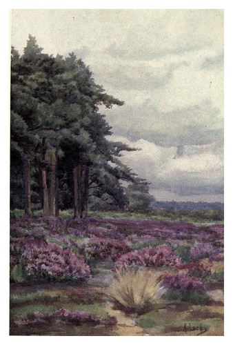 010-Parches de brezo-The charm of gardens 1910- Dion Clayton Calthrop
