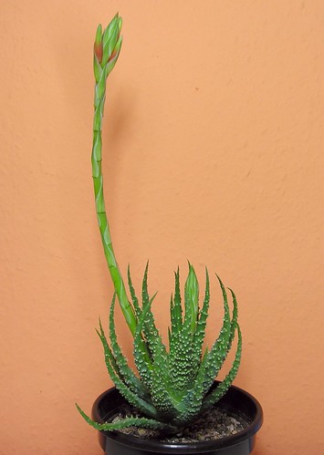 Aloe humilis by blumenbiene