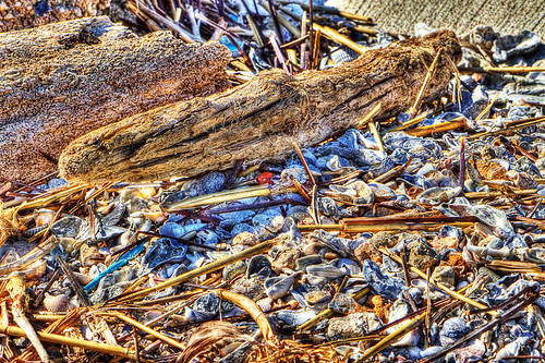 Drift Wood and Sea Shells