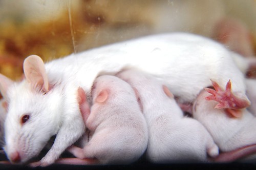 Ratos e o prazer de se alimentar by aldasimplesassim
