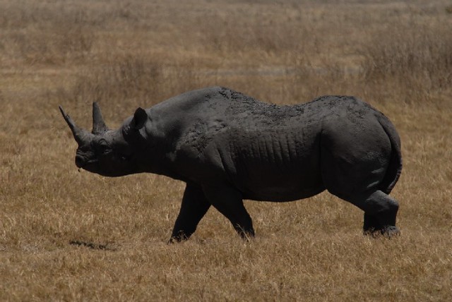 rinocerontenegro2
