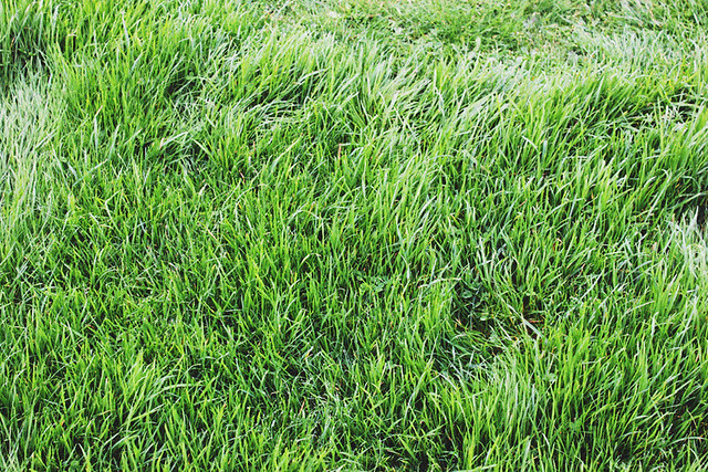 Irish grass