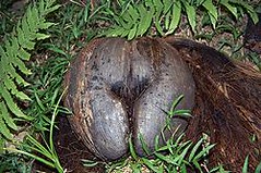 海椰子 (Adam White版權所有，IUCN提供) 