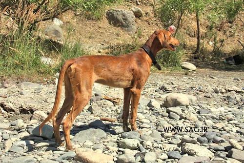 سگ تازی ایرانی