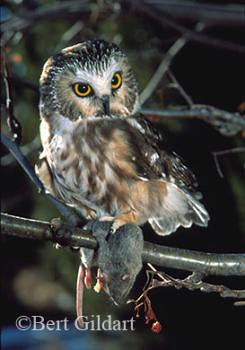 Mouse and Saw whet Owl