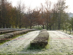 20110617b Frosty lavender field
