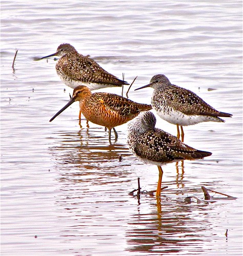 Long-billed Dowitcher with Lesser Yellowlegs 18