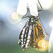 monarchs flight day_40A