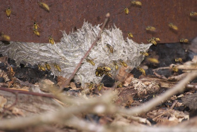 DSC_8240 wasp nest