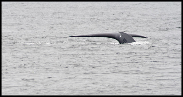 Blue Whale Flukes 7-8-2011