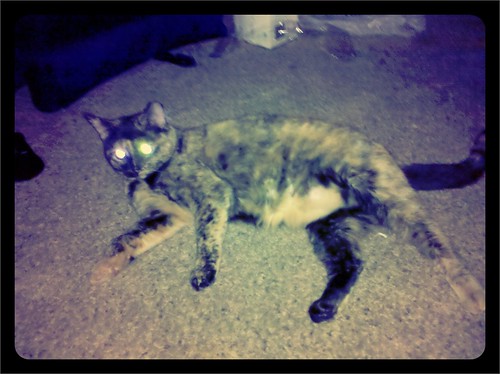 Glowing eyes cat. She's cute but such a butthead