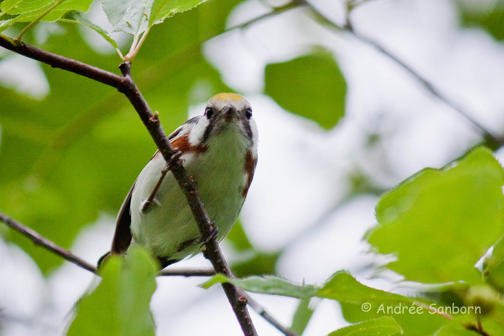 Chestnut-sided Warbler (Dendroica pensylvanica)-13.jpg