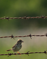 Sparrow DSC_3078 by Mully410 * Images