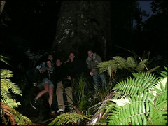 The Waipoua Forest, another massive Kauri tree