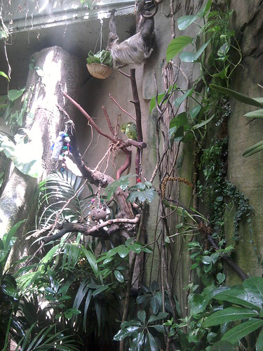 Sloth & parakeet. Look closely.
