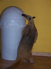 Sniffing the trash can