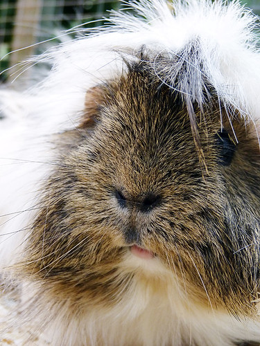 guinea pig by pete.holmes