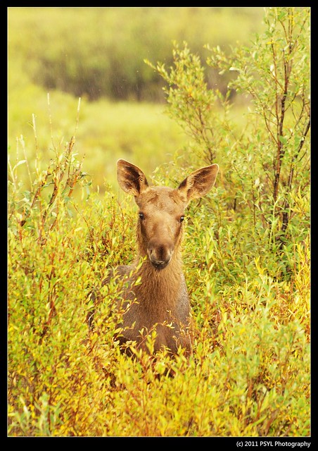 Baby Moose (Alces alces)