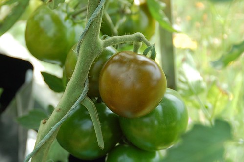 Black Prince tomato