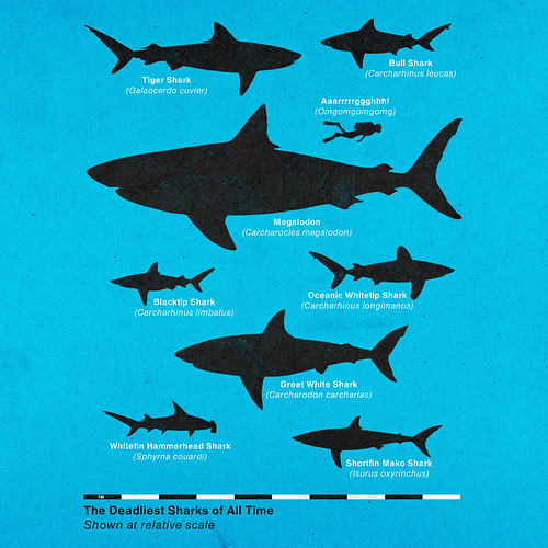 The Deadliest Sharks of All Time