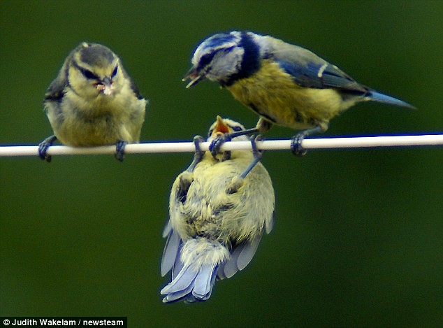 Mum watches in amazement as bird on a wire gets in a spin on the washing line  3