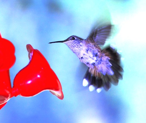Hummingbird don't fly away, fly away