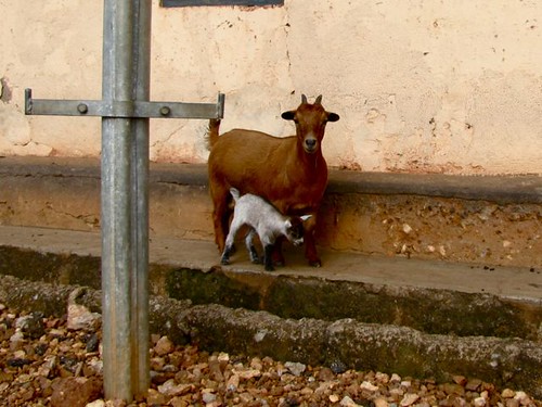 Goat & Kid