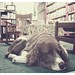 Book Store Dog