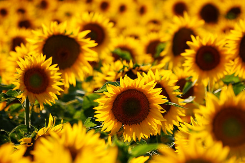 フリー写真素材|花・植物|向日葵・ヒマワリ|花畑|黄色の花|