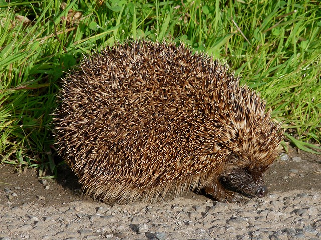 24590 - Hedgehog, Isle of Mull