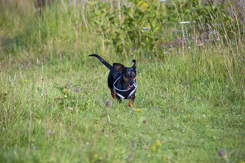 Cooper exploring the meadow