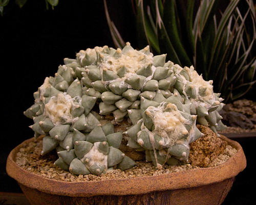 Trophy winning Ariocarpus by Cactus and Succulent Society of America