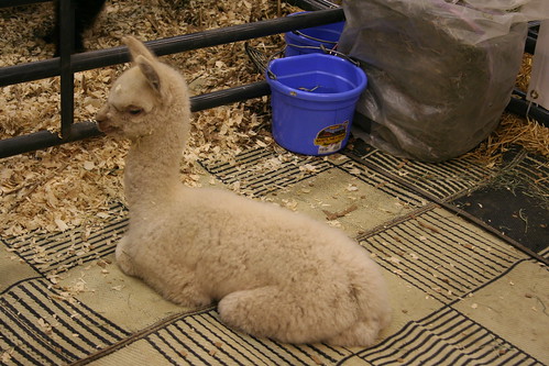 baby llama-like animal