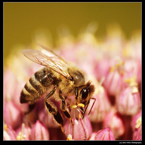 Western honey bee (Apis mellifera)