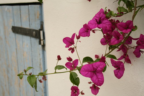 Pink flowers, blue door